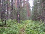 Najdete zde i neprostupné lesy. [Nagyítás - új ablak]